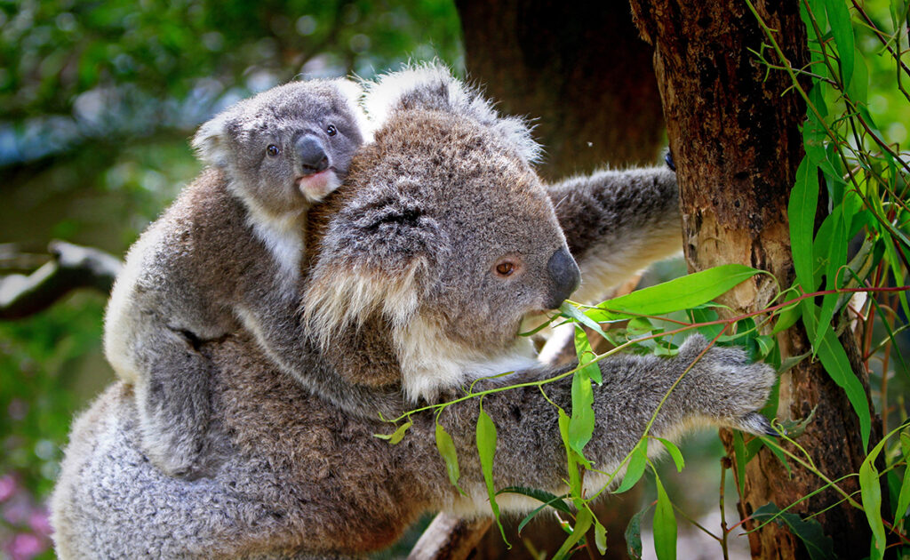 Wat is de natuurlijke habitat van koala's? 2 061757 habitat naturel koala