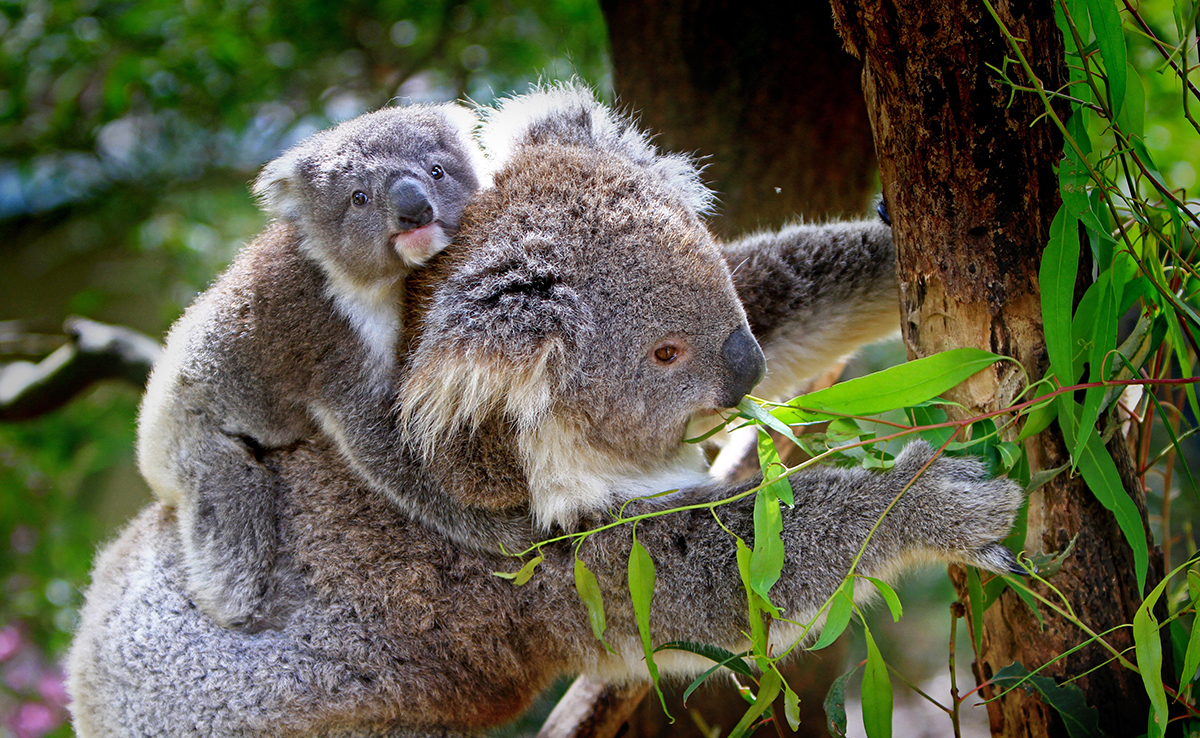 Wat is de natuurlijke habitat van koala's? 2 Wat is de natuurlijke habitat van koala's?