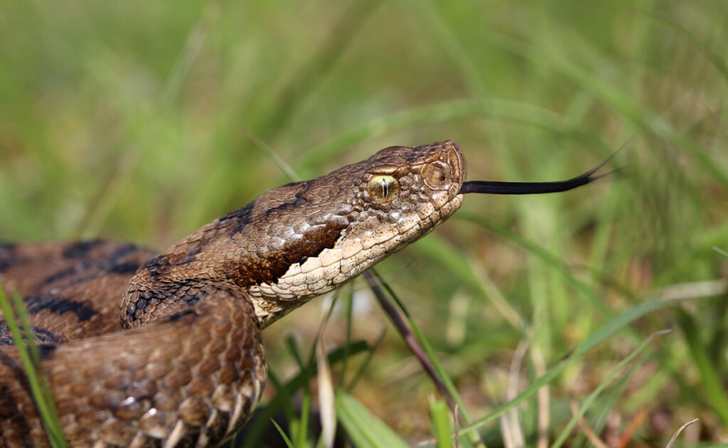 3 aanwijzingen die bewijzen dat er een adder in jouw tuin leeft! 3 070415 vipere jardin