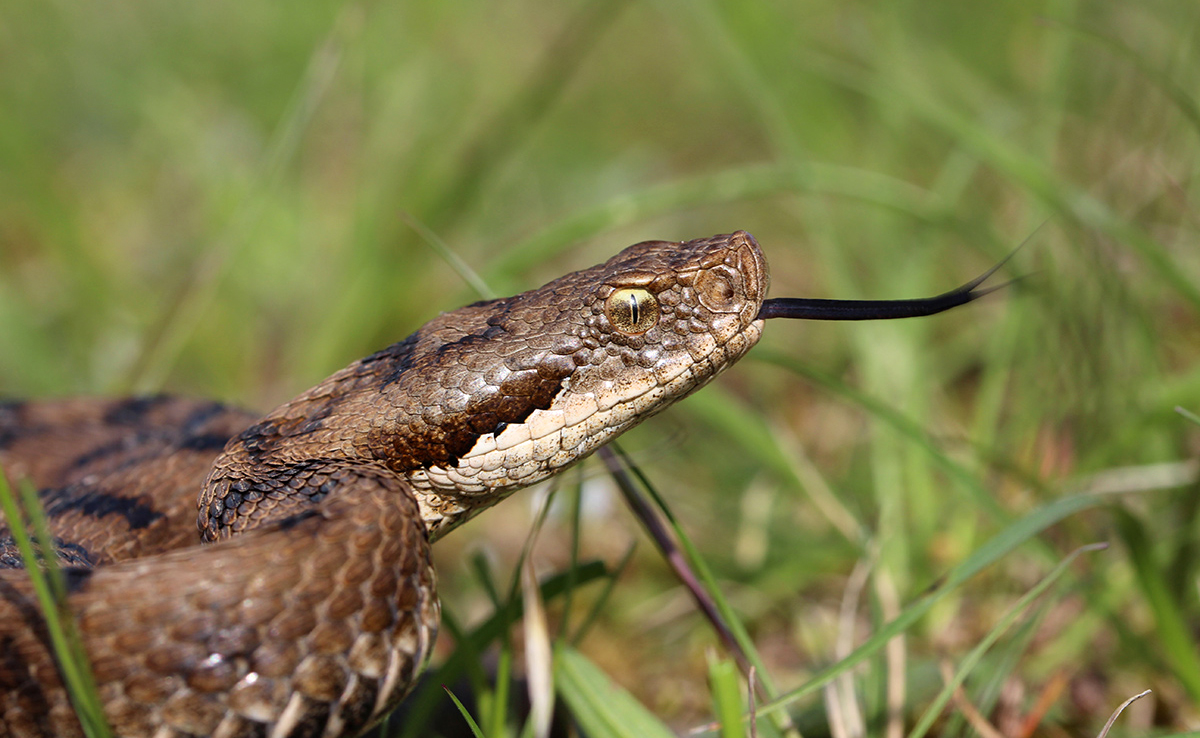 3 aanwijzingen die bewijzen dat er een adder in jouw tuin leeft! 3 3 aanwijzingen die bewijzen dat er een adder in jouw tuin leeft!