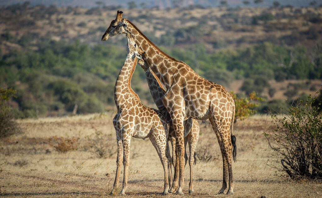 Voortplanting van giraffen: geslachtsrijpheid, cyclus, dracht en geboorte! 3 072907 reproduction girafe