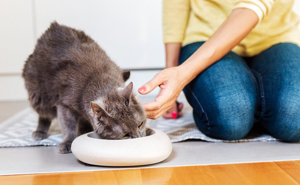 8 fouten die u niet moet maken als u kiest voor zelfgemaakte voeding voor uw kat! 5 alimentation maison chat 063252 1200 738