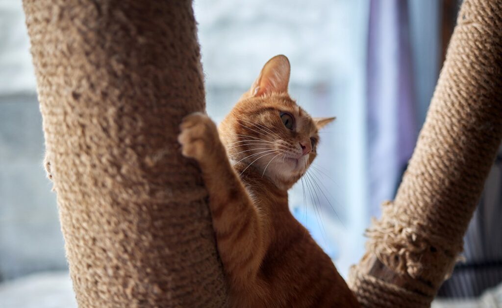 Heeft de kat speelgoed en een krabpaal nodig om gelukkig te zijn? 1 arbre chat 055639 1200 738