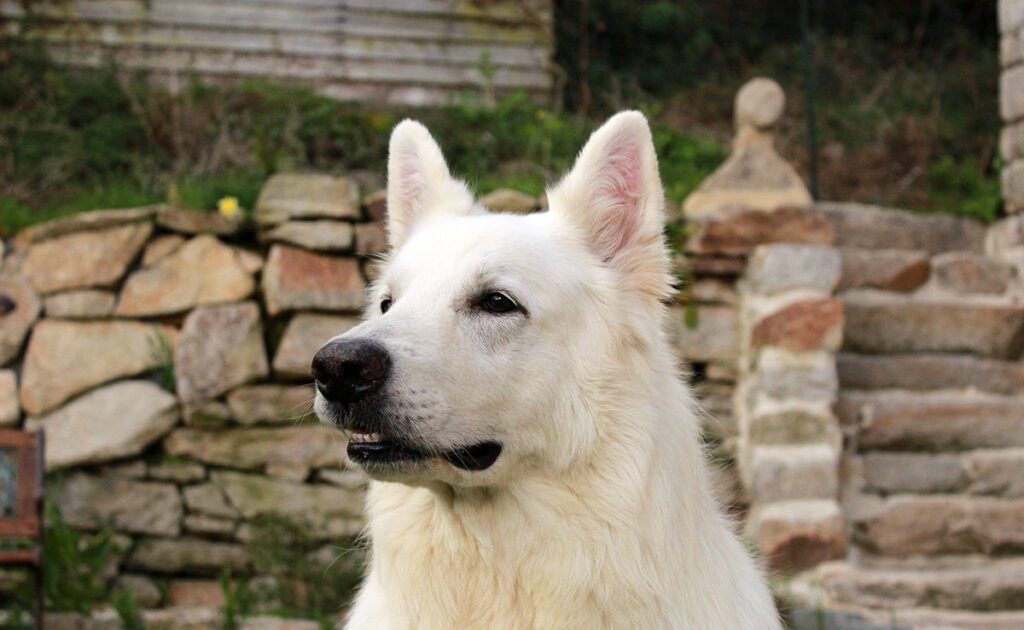 Wat is het verschil tussen een Zwitserse zwarte herder en een Zwitserse witte herder, afgezien van de kleur? 2 berger blanc suisse 090016 1200 738