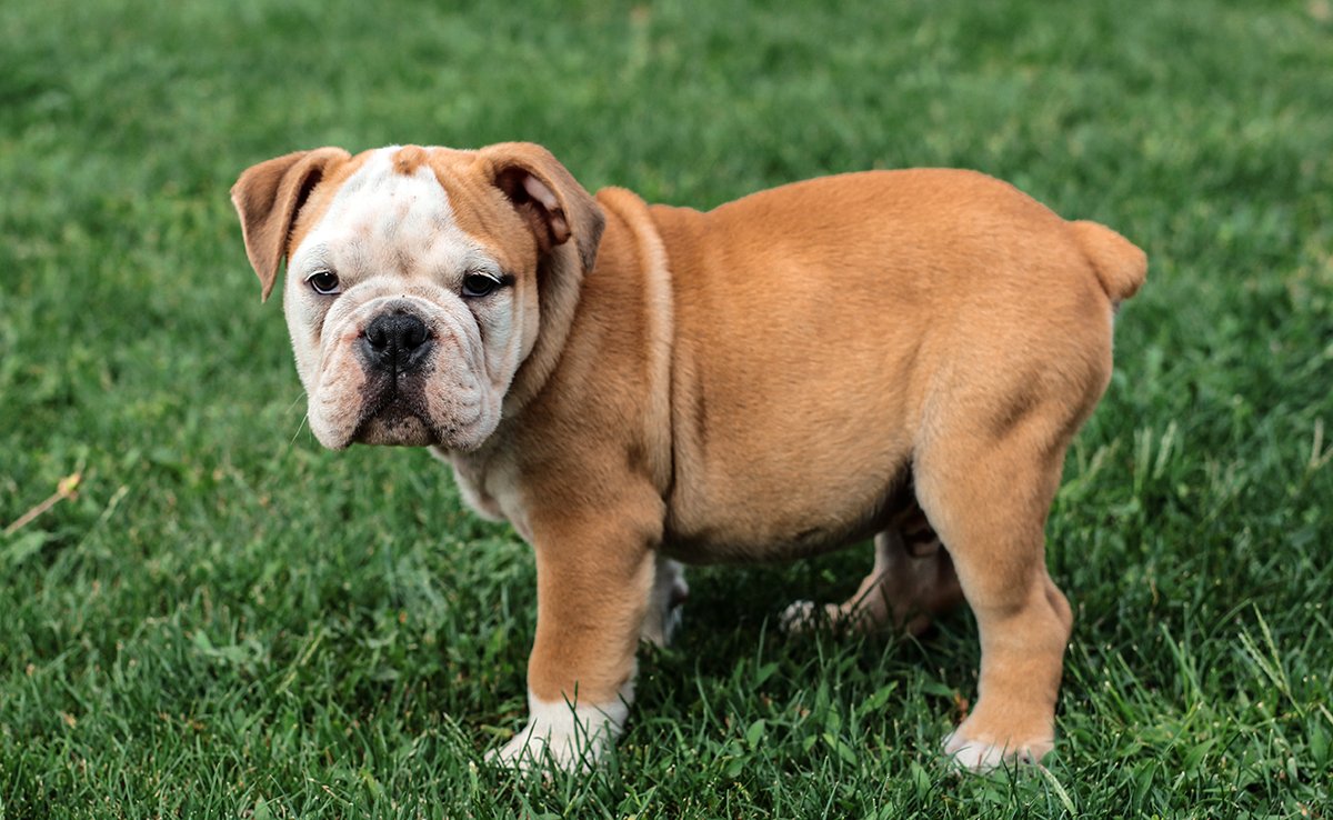 bouledogue poil long 063120 1200 738