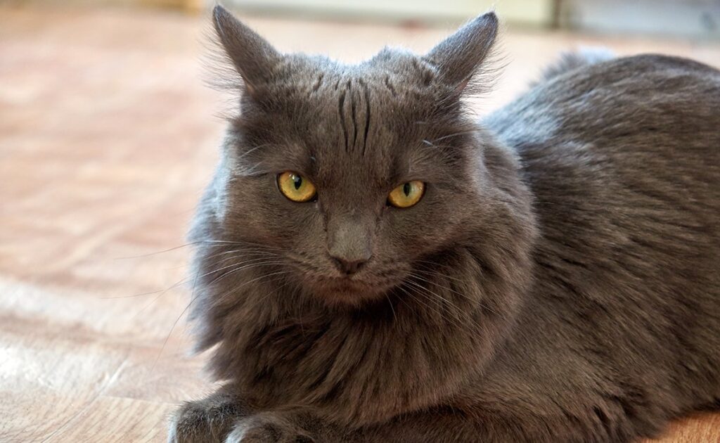 Bestaat de langharige kartuizer echt of is het een hardnekkige mythe? 1 chartreux poil long 062121 1200 738