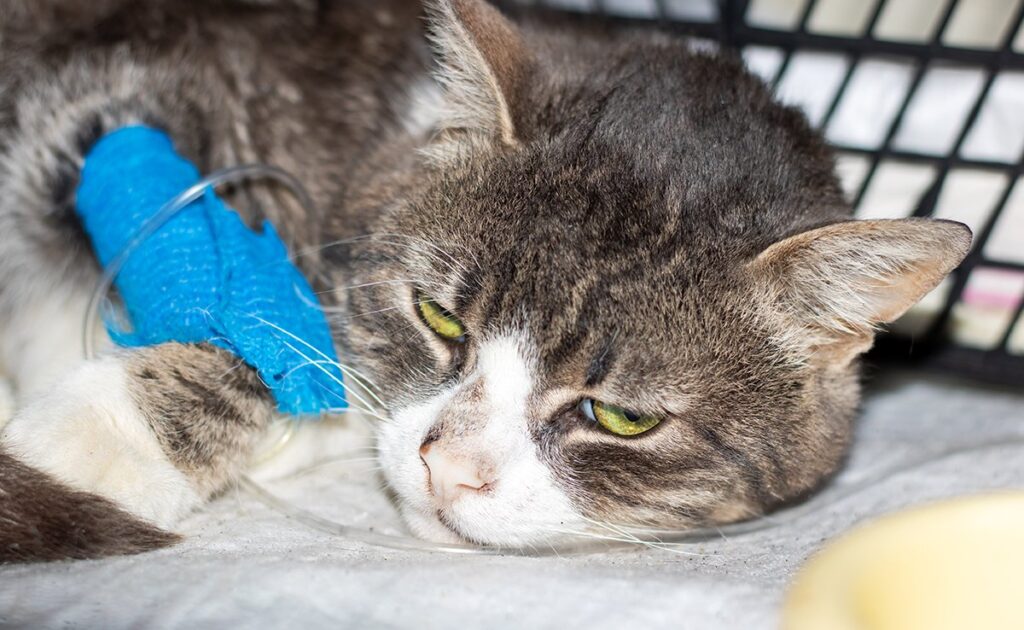 Mijn gewonde kat blijft spinnen, is dit normaal? 1 chat blessee 062821 1200 738