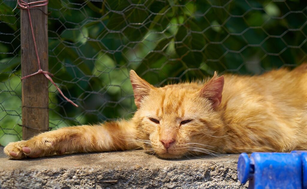 10 dingen die je zeker niet met je kat moet doen tijdens een hittegolf! 1 chat canicule 091038 1200 738