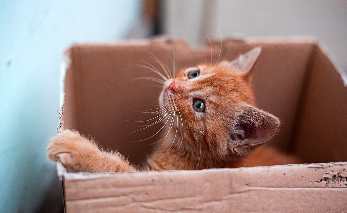 chat carton 083748 1200 738
