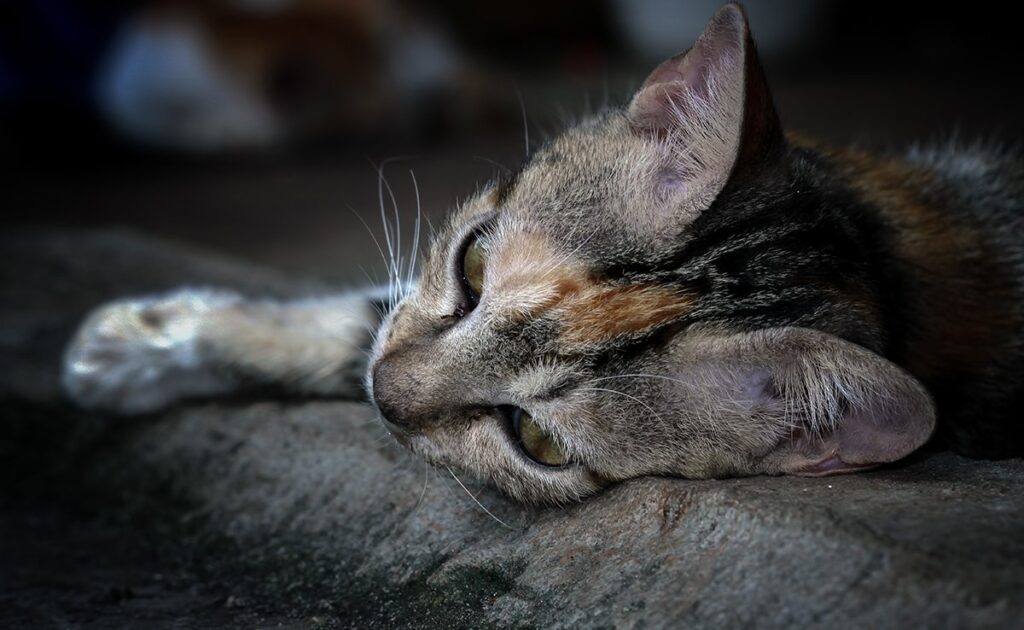 Hoeveel kost het om te leven met een kat met nierfalen? 5 chat insufisance renale 082443 1200 738