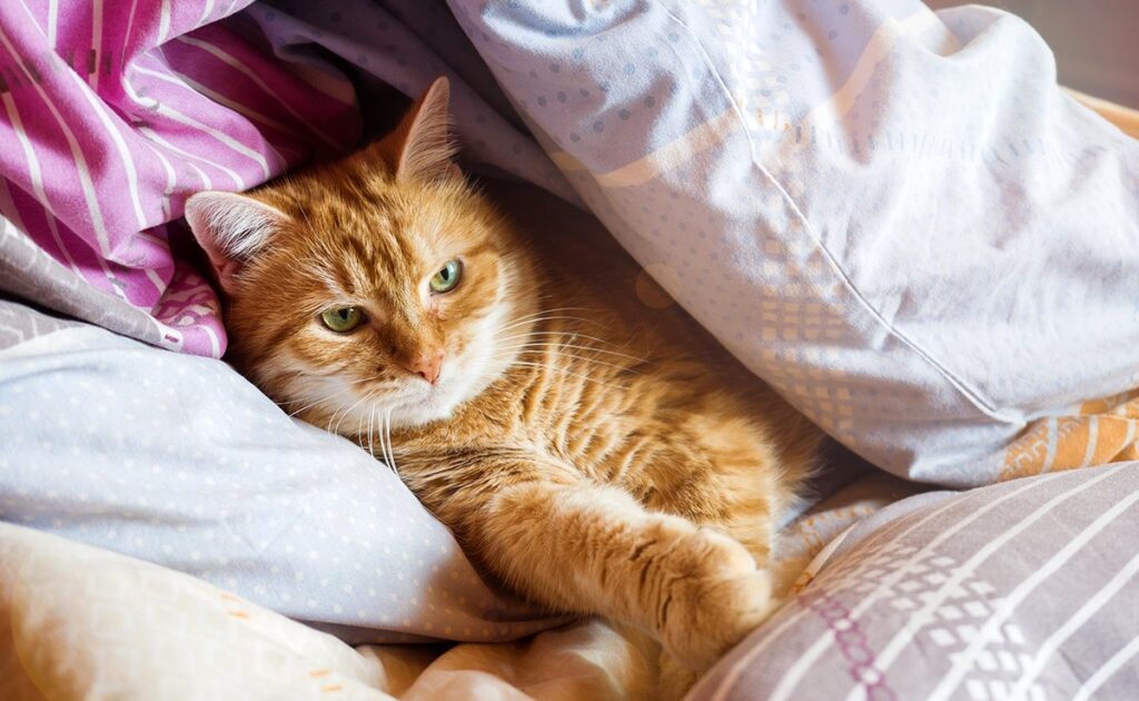 Moet de kat bij jou op bed slapen om gelukkig te zijn? 1 chat lit 060811 1200 738