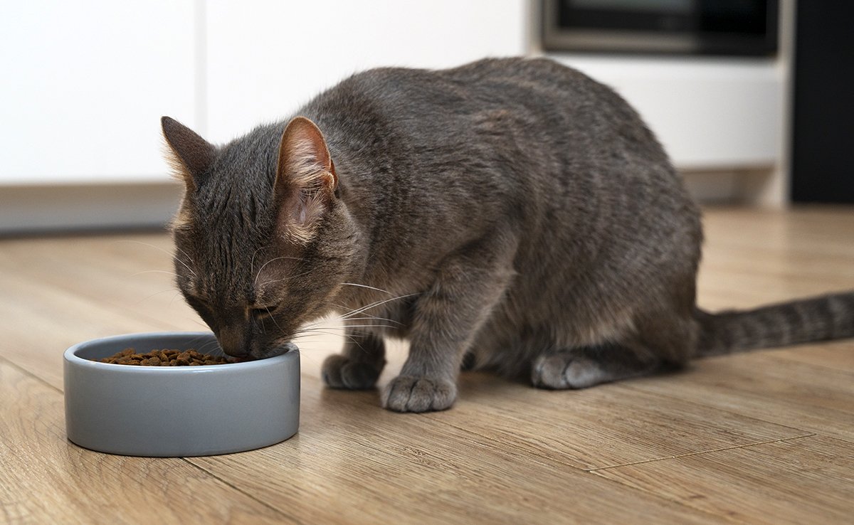 chat mange croquettes 084011 1200 738