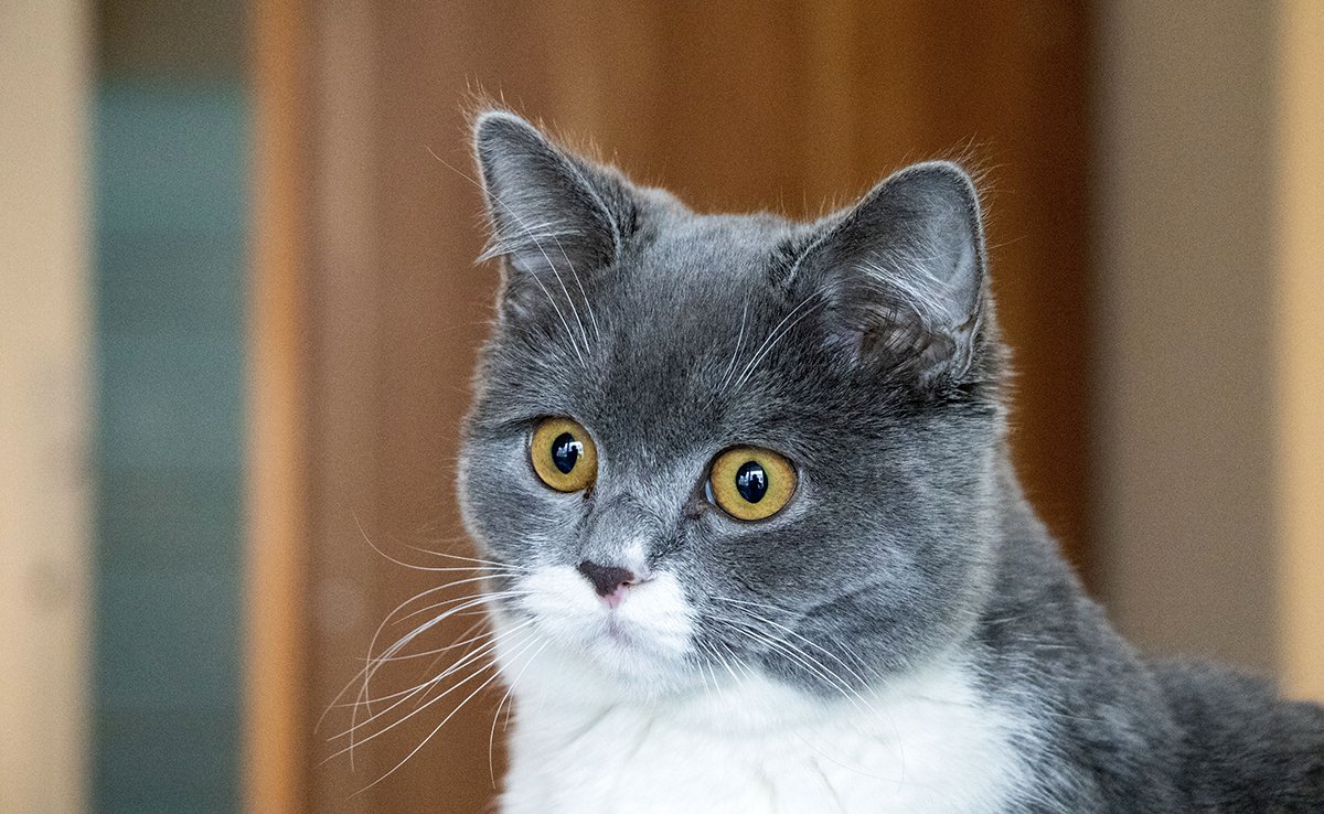 chat reconnaitre 074421 1200 738