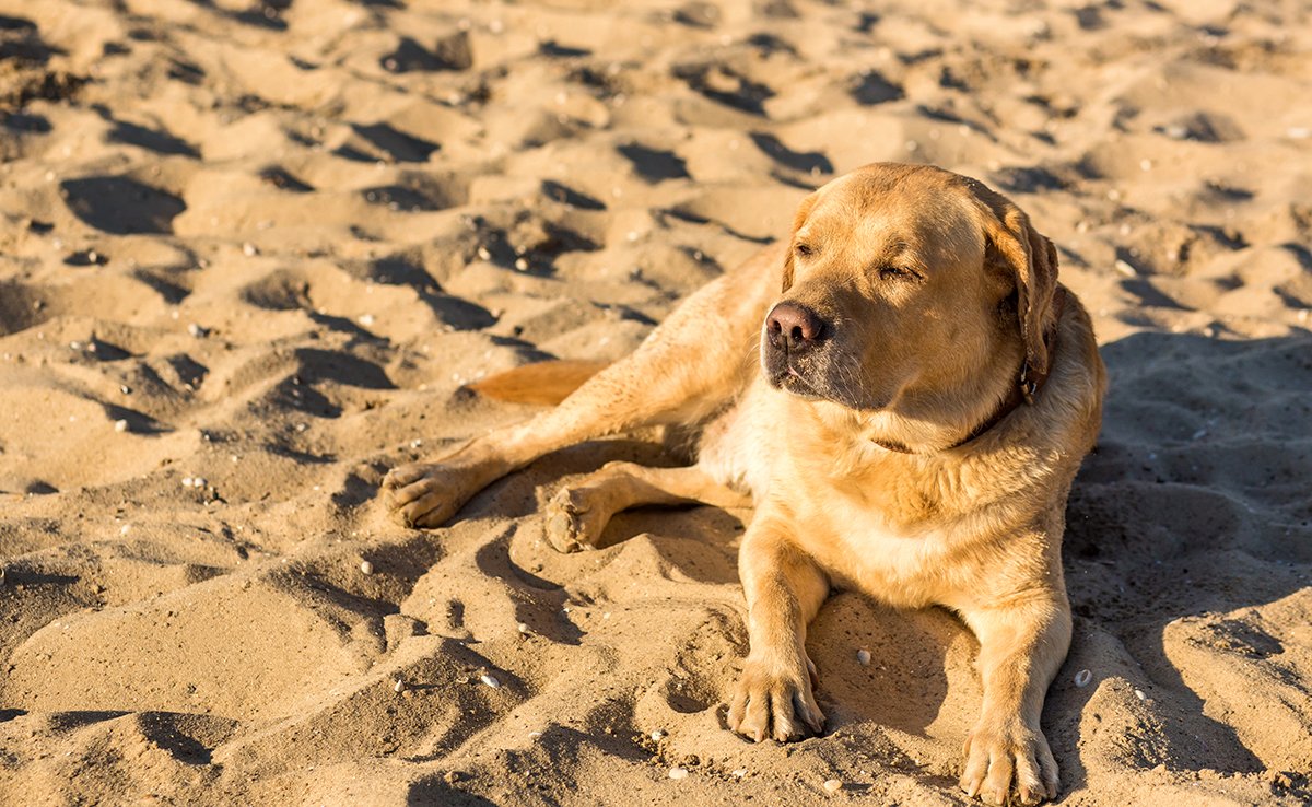 chien canicule 065144 1200 738