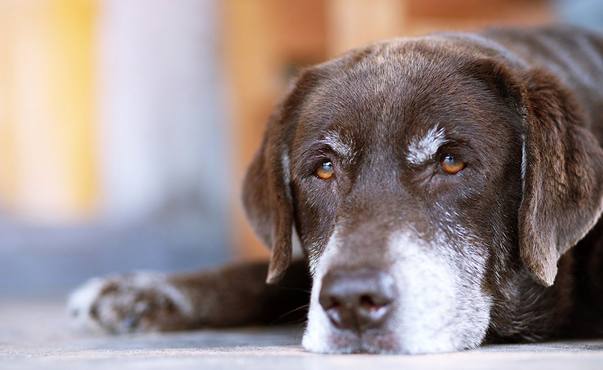 chien insufisance renale 054556 1200 738