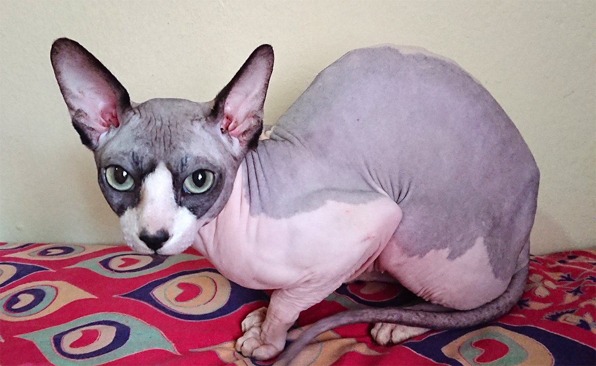 couleur sphynx 071341 1200 738