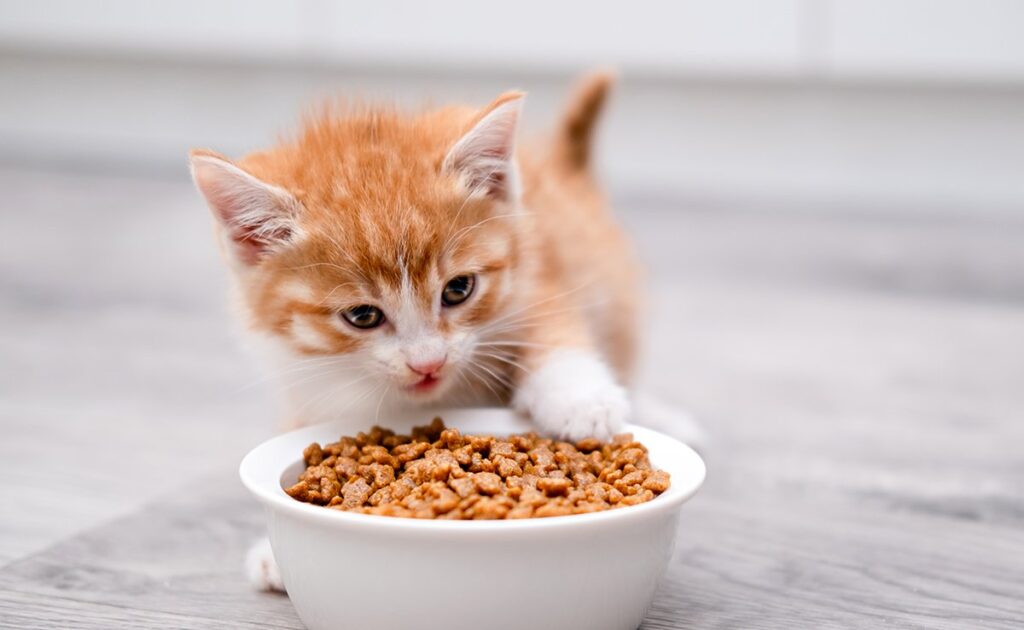 Speciale kittenbrokjes, gesteriliseerde kat, enz.: puur marketingargument of echt aangepaste samenstelling? 1 croquettes chaton 064659 1200 738