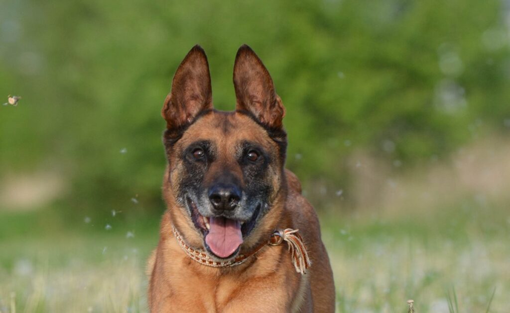 Hoeveel brokjes moet je geven aan een Mechelaar? 1 croquettes malinois 061100 1200 738
