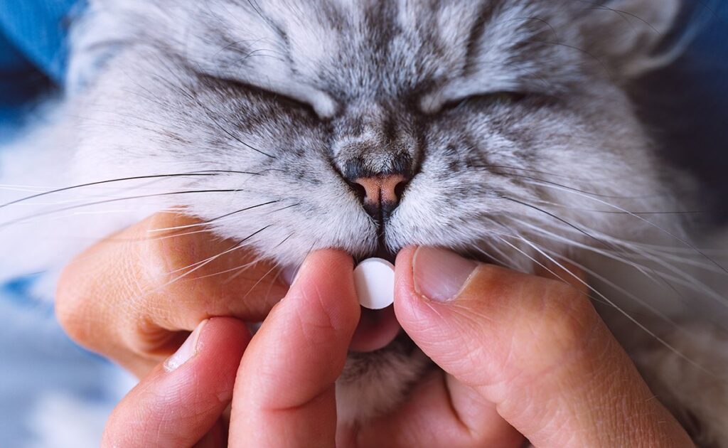 Tot welke leeftijd moet u uw kat de pil geven? Wanneer kunnen we stoppen? 1 donner pillule chat 084249 1200 738