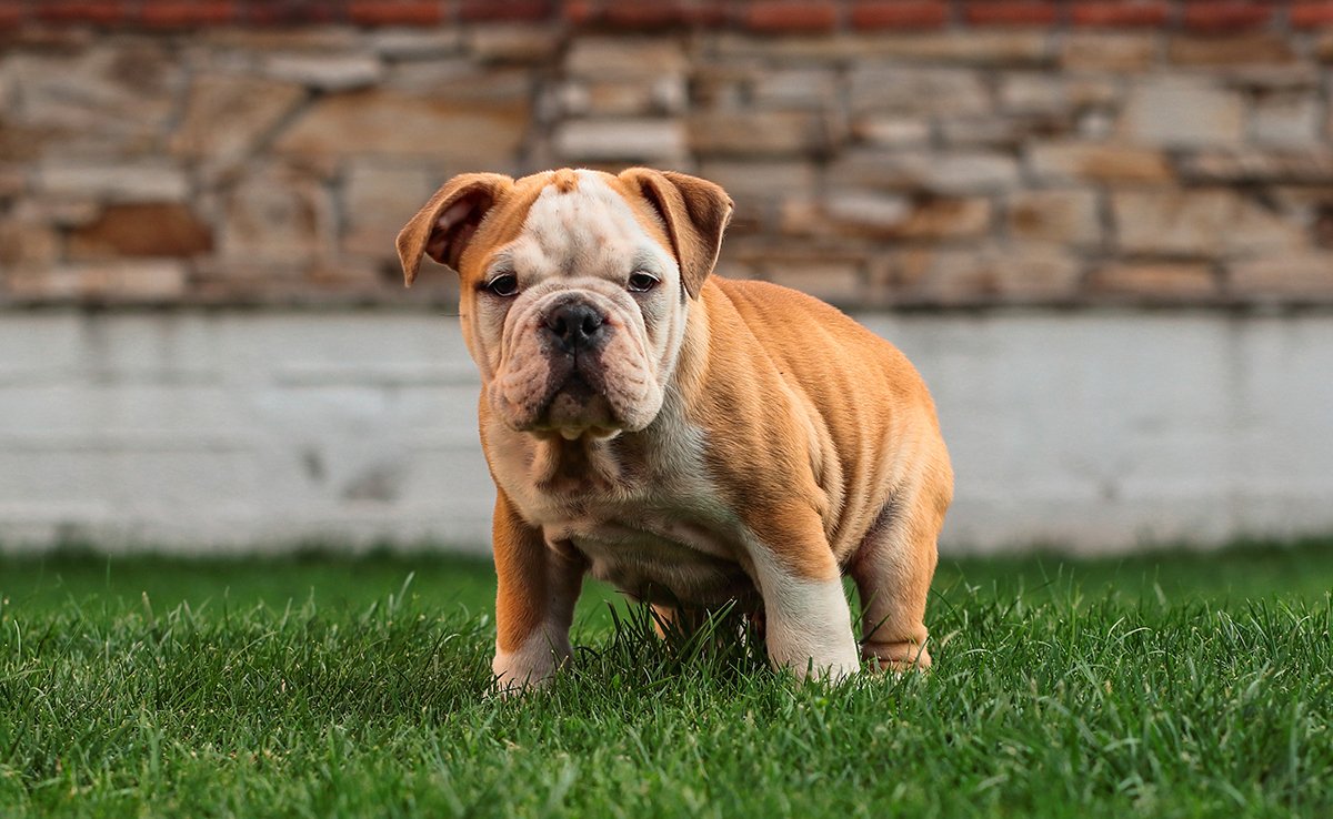 eduquer bulldog anglais 090637 1200 738