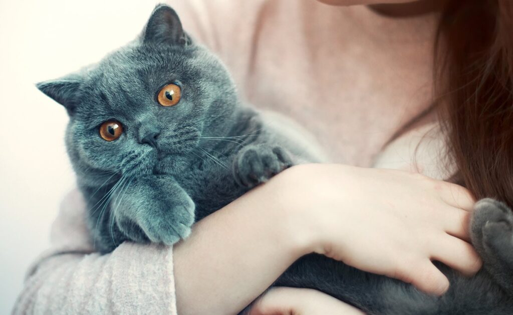 Je kat knuffelen is niet per se een goed idee: dit is waarom! 1 enlacer chat 053245 1200 738
