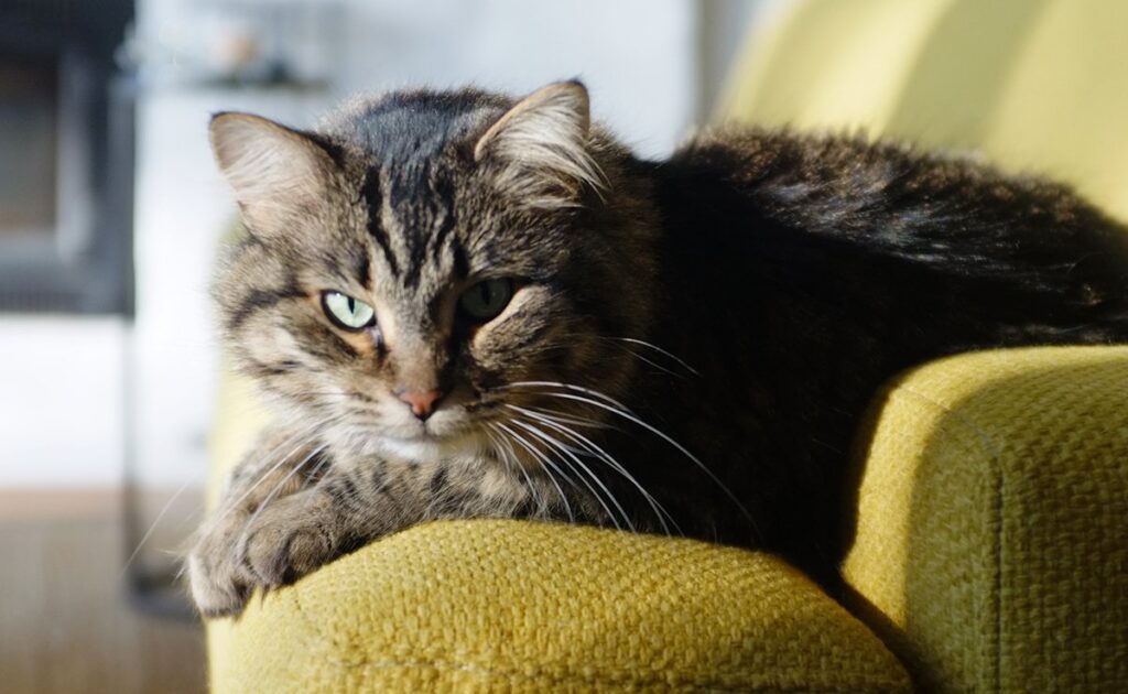 Wat is de levensverwachting van een kat met nierfalen? 1 esperance vie chat 060245 1200 738
