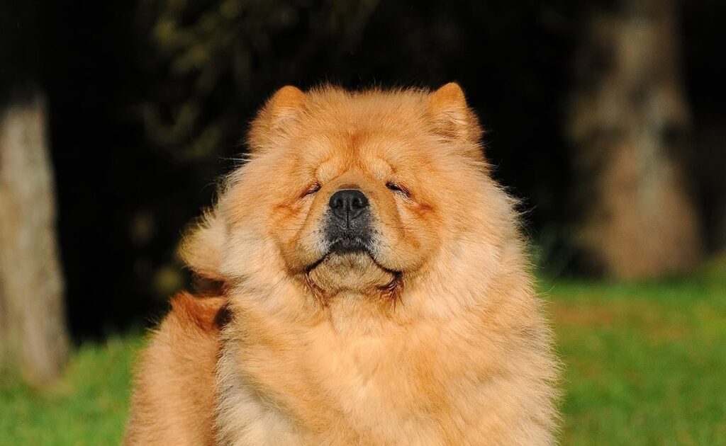 Wat is de levensverwachting van de Chow Chow? Hoe lang leeft hij? 6 esperance vie chow chow 082853 1200 738