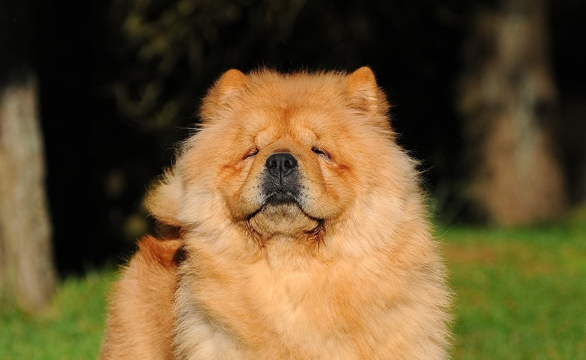 esperance vie chow chow 082853 1200 738