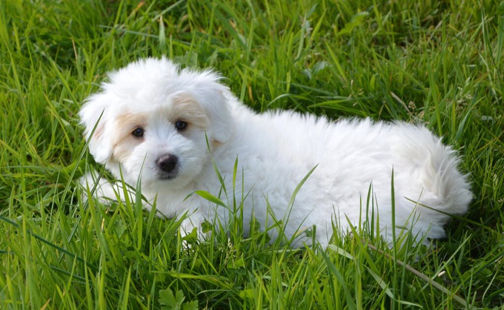 Wat is de levensverwachting van Coton de Tuléar? Hoe lang leeft hij? 1 esperance vie coton tulear 082342 1200 738