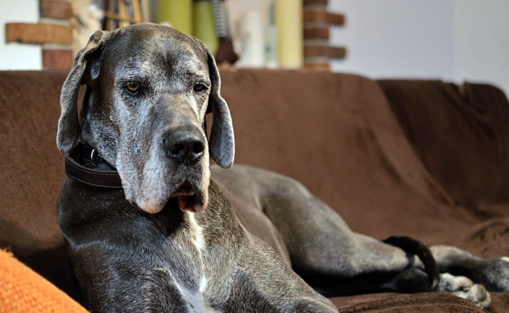 Wat is de levensverwachting van de Duitse Dog? Hoe lang leeft hij? 1 esperance vie dogue allemand 063247 1200 738