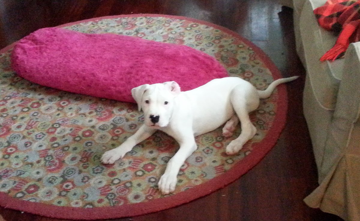 esperance vie dogue argentin 072119 1200 738