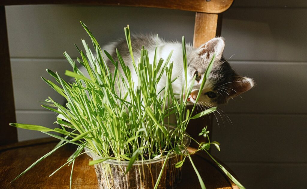 Heeft een kat kattenkruid nodig om gelukkig te zijn? 1 herbe chat 055342 1200 738