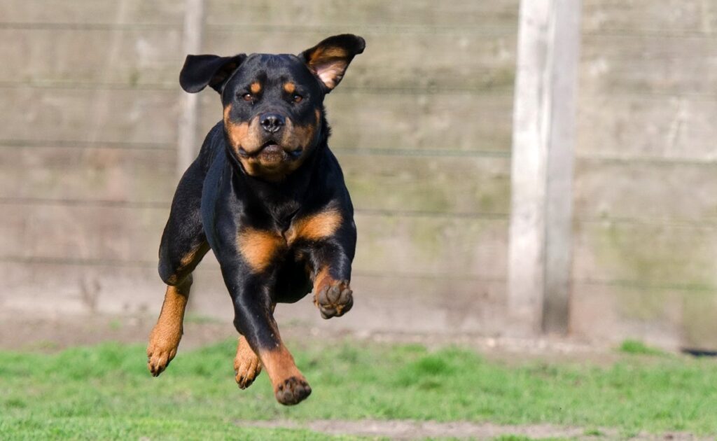 Wat zijn de nadelen van de Rottweiler? 2 inconvenient rottweiler 090804 1200 738