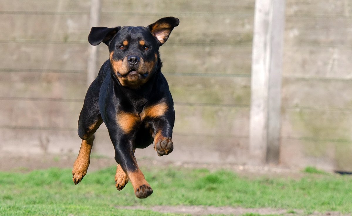 inconvenient rottweiler 090804 1200 738