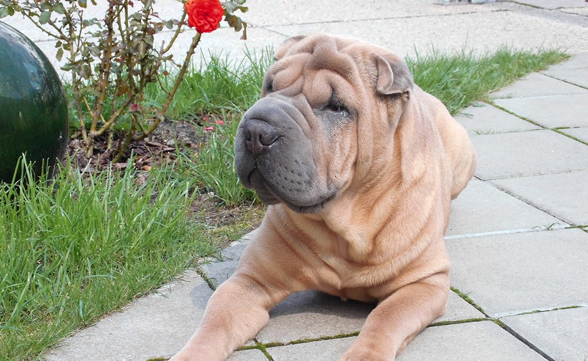 prejuge shar pei 073338 1200 738