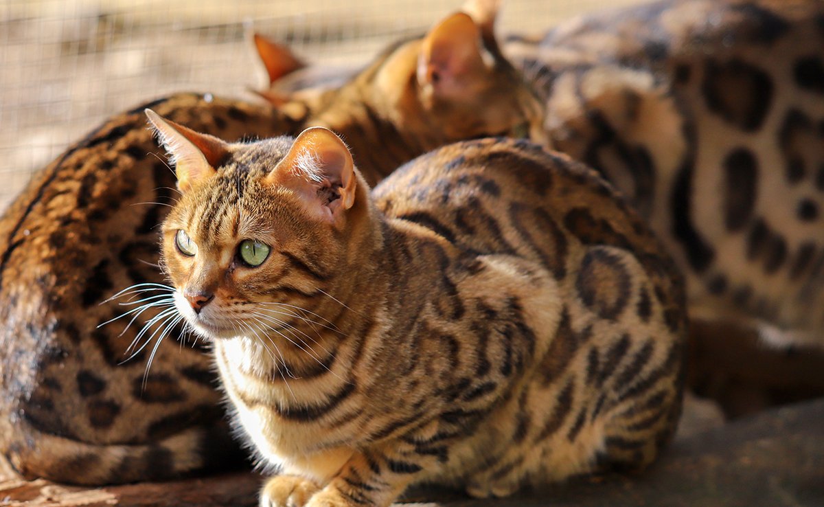 prix bengal 071905 1200 738