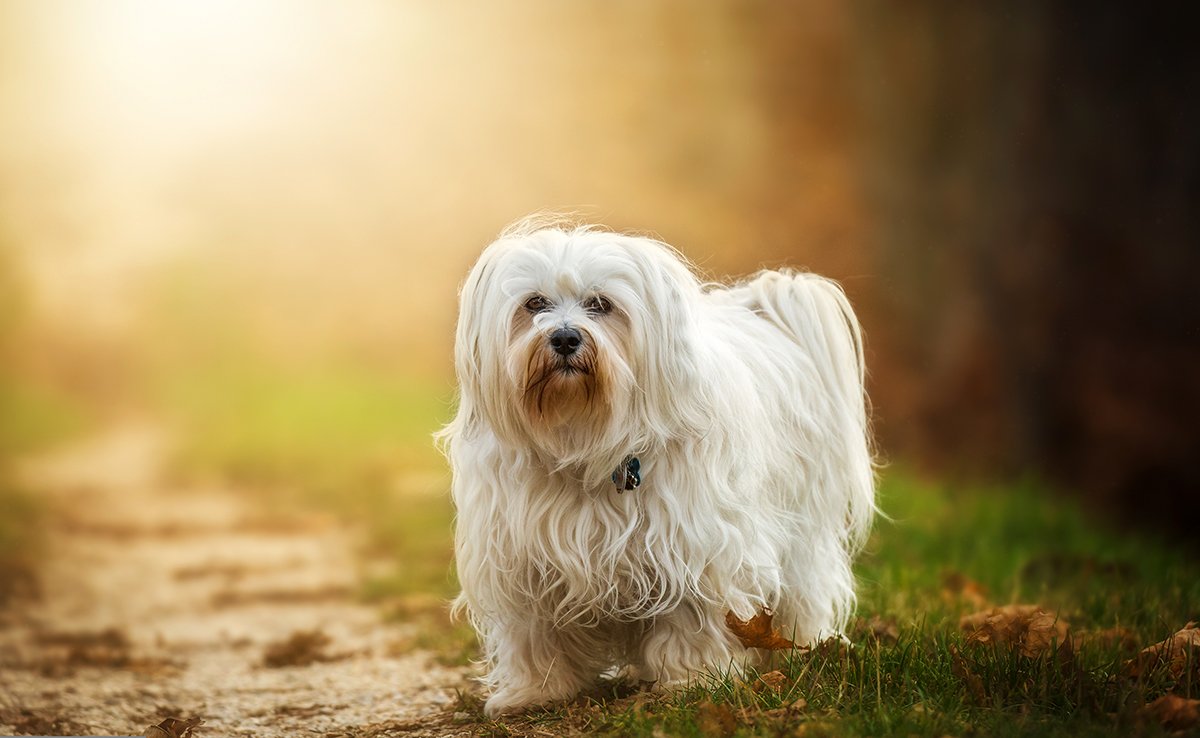 prix bichon maltais 061435 1200 738