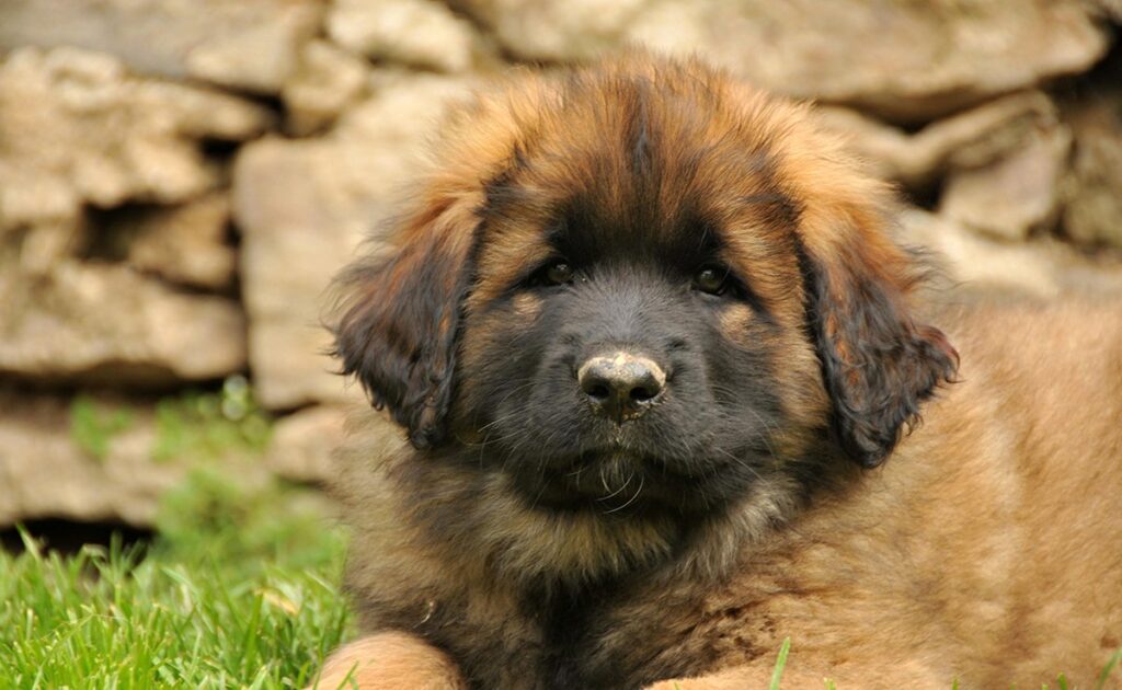Hoeveel kost een Leonberger bij een fokker? Welk jaarlijkse budget moet u plannen voor het onderhoud ervan? 1 prix leonberg 060722 1200 738