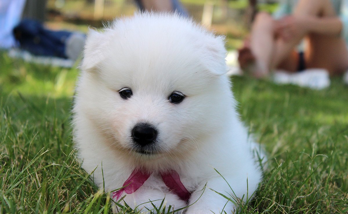 prix samoyede 090353 1200 738