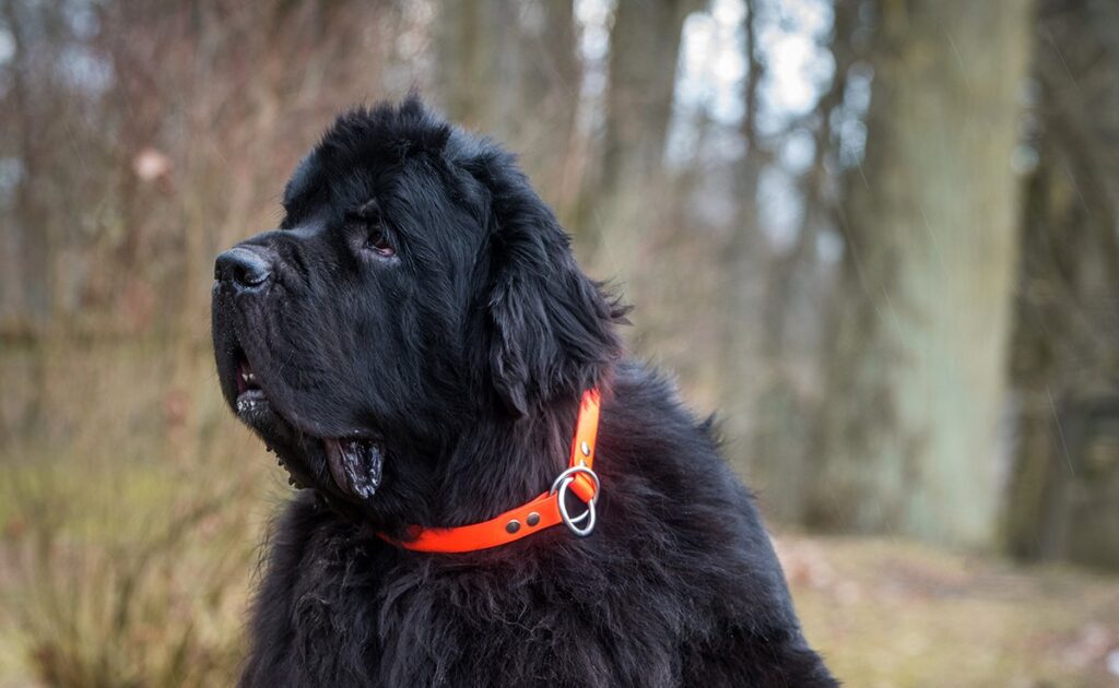 Is de Newfoundlander een hond geschikt voor een gezin met jonge kinderen? 1 terre neuve 061809 1200 738