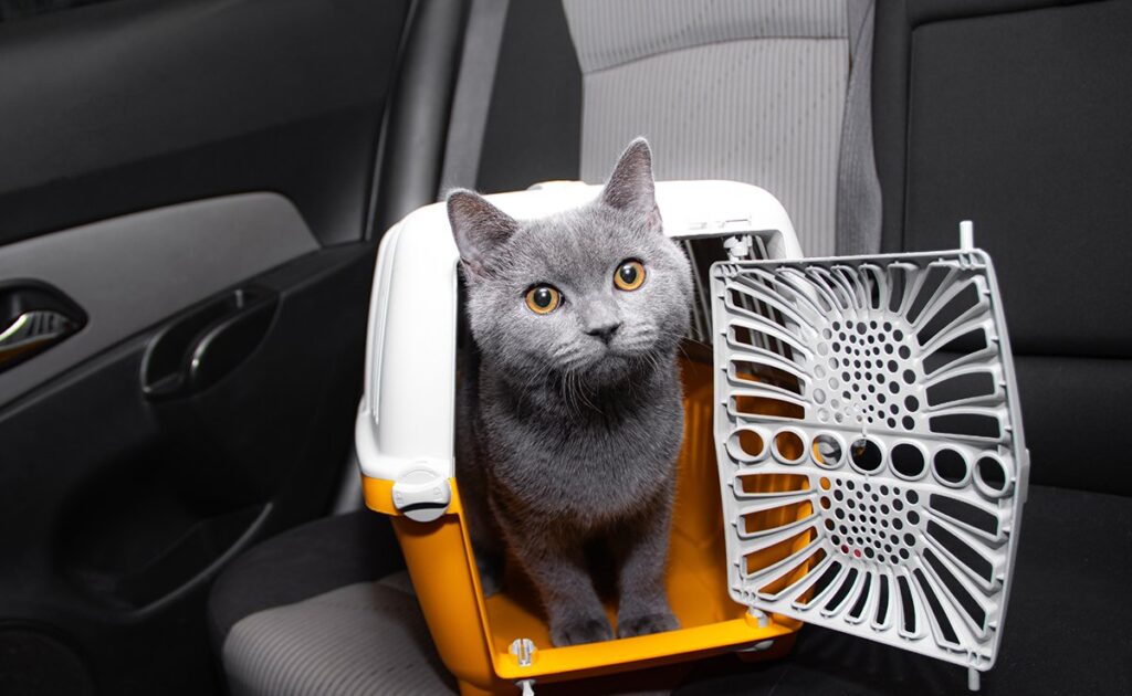 Hoe bereid je je kat voor op een lange autorit? 1 voyage chat voiture 060724 1200 738