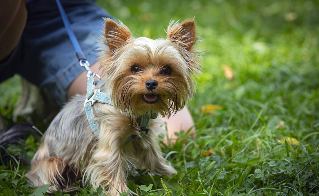 Is de Yorkshire Terrier een hond geschikt voor een gezin met jonge kinderen? 1 yorkshire 091831 1200 738